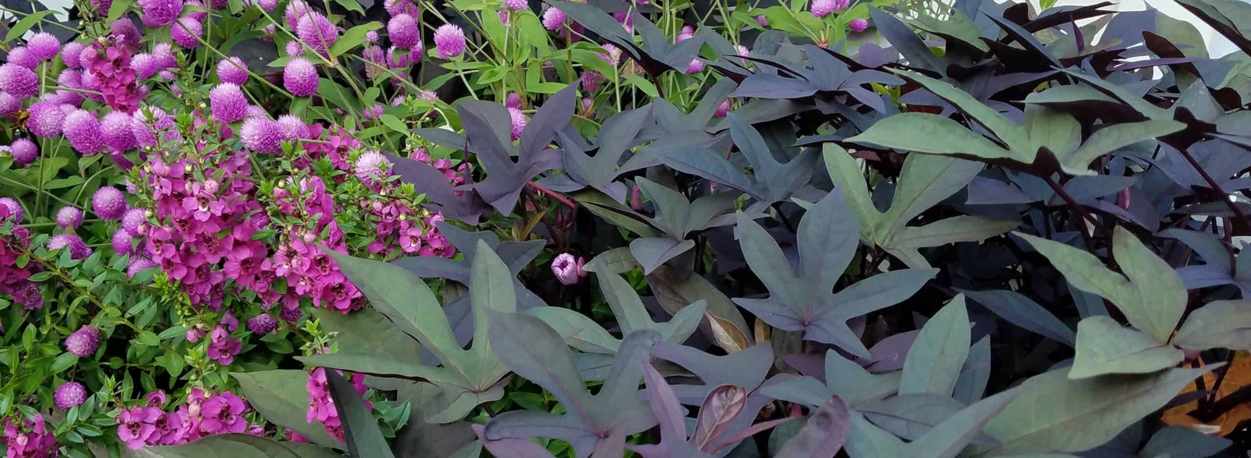 Purple globe amaranth flowers and vibrant pink blooms grow next to deep purple sweet potato vine leaves, creating a bright and lively garden scene.