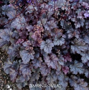 Purple Heuchera plant with ruffled, dark purple leaves and delicate pinkish flower spikes, growing densely in a garden bed. Monrovia logo is visible at the bottom.