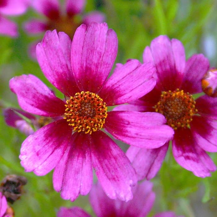 Close-up of two bright pink cosmos flowers with yellow and reddish centers, set against a blurred green background.