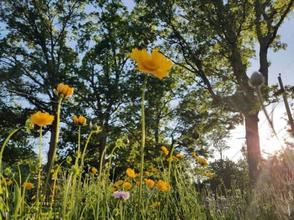 Yellow wildflowers and green grass in a sunlit field with tall trees in the background. Sunlight filters through the leaves, creating a bright and cheerful outdoor scene.