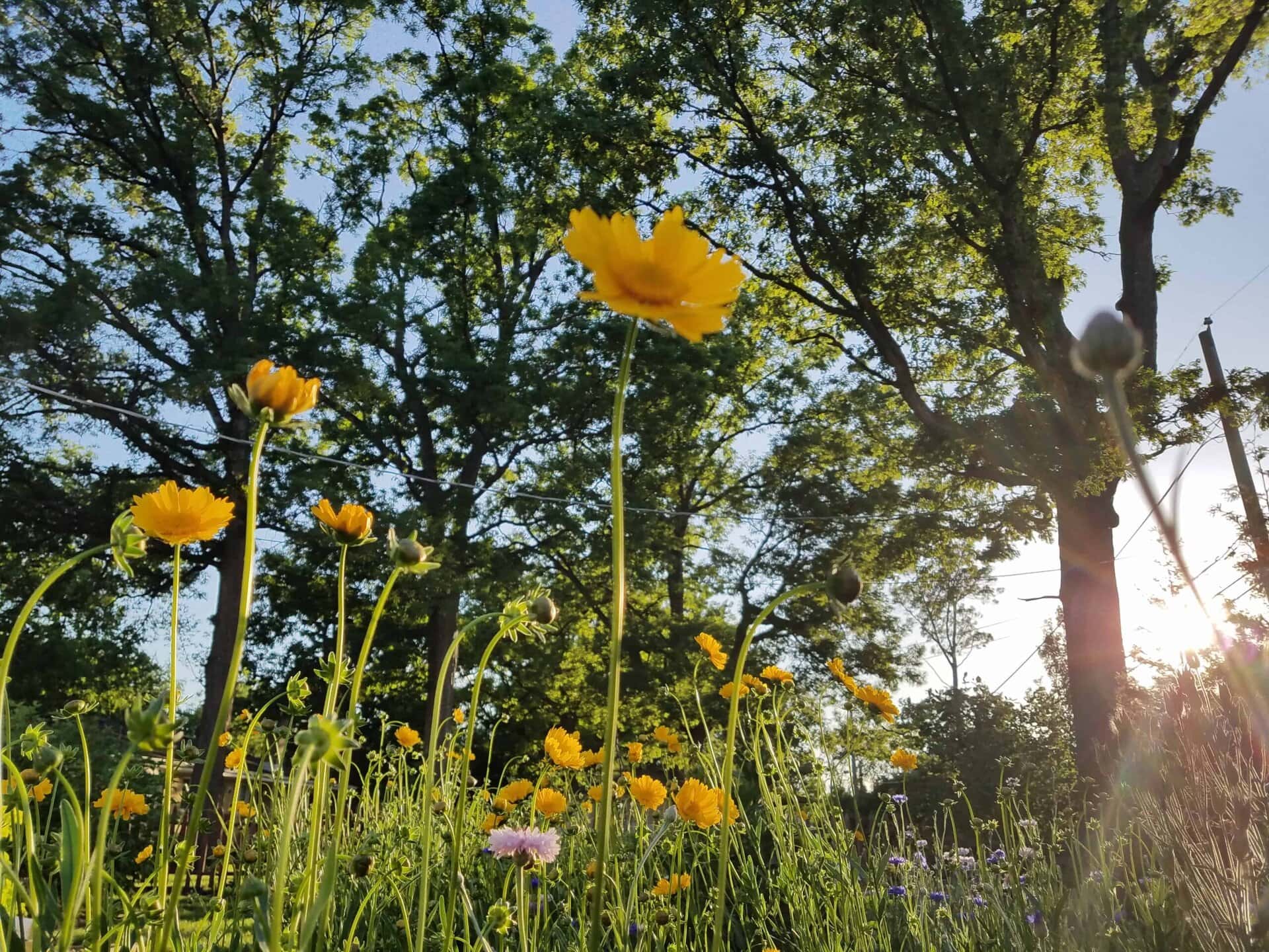 Yellow wildflowers bloom in a sunlit meadow with tall green grass and trees in the background. Sunlight filters through the leaves, creating a bright and vibrant outdoor scene.