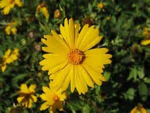 Bright yellow flower with jagged-edged petals and an orange center, set against a background of green leaves and additional yellow flowers.