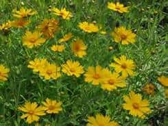 A cluster of bright yellow flowers with green stems and leaves growing outdoors in a natural setting.