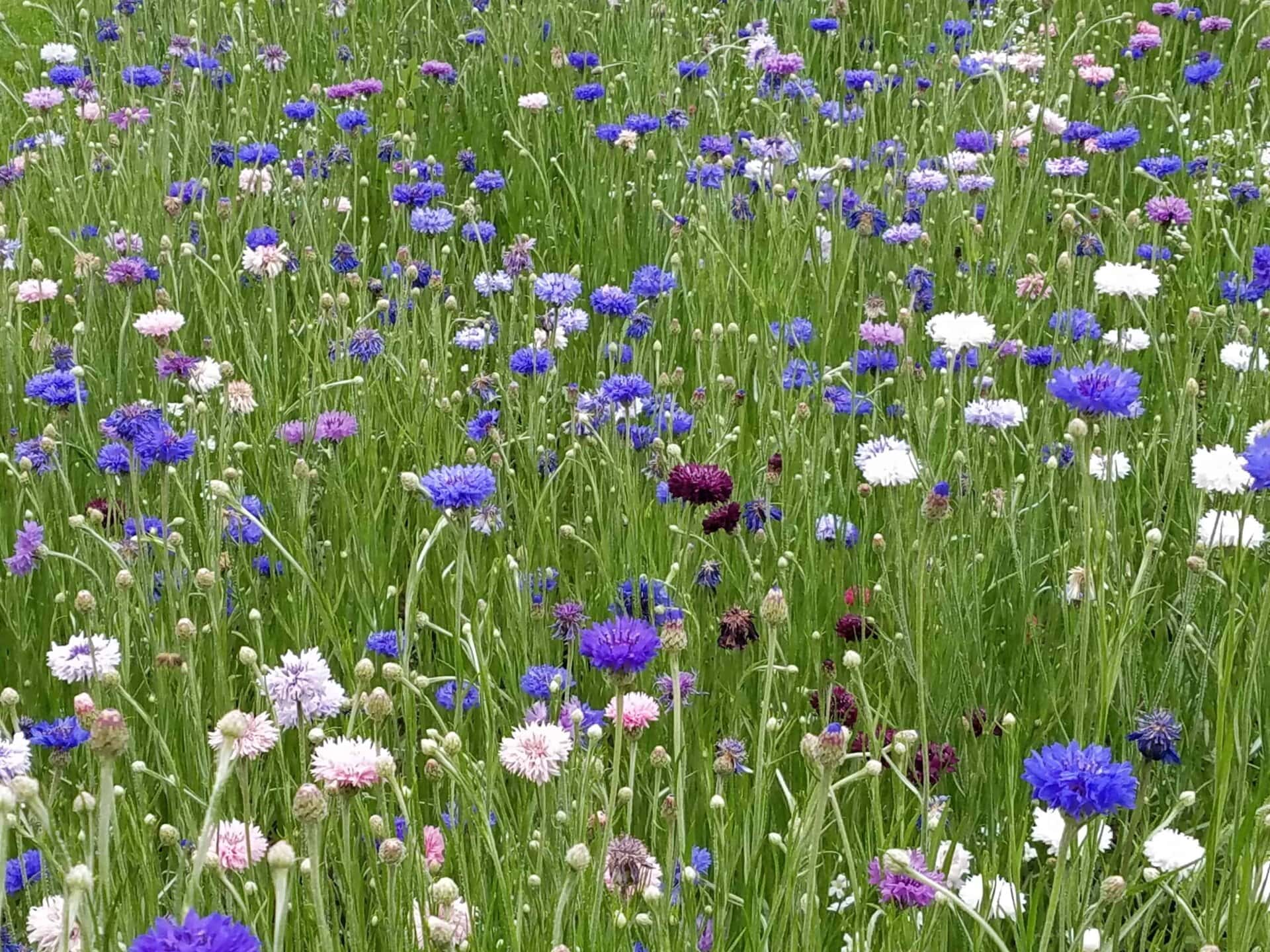 A meadow filled with blooming wildflowers in shades of blue, purple, white, and pink, surrounded by tall green grass.