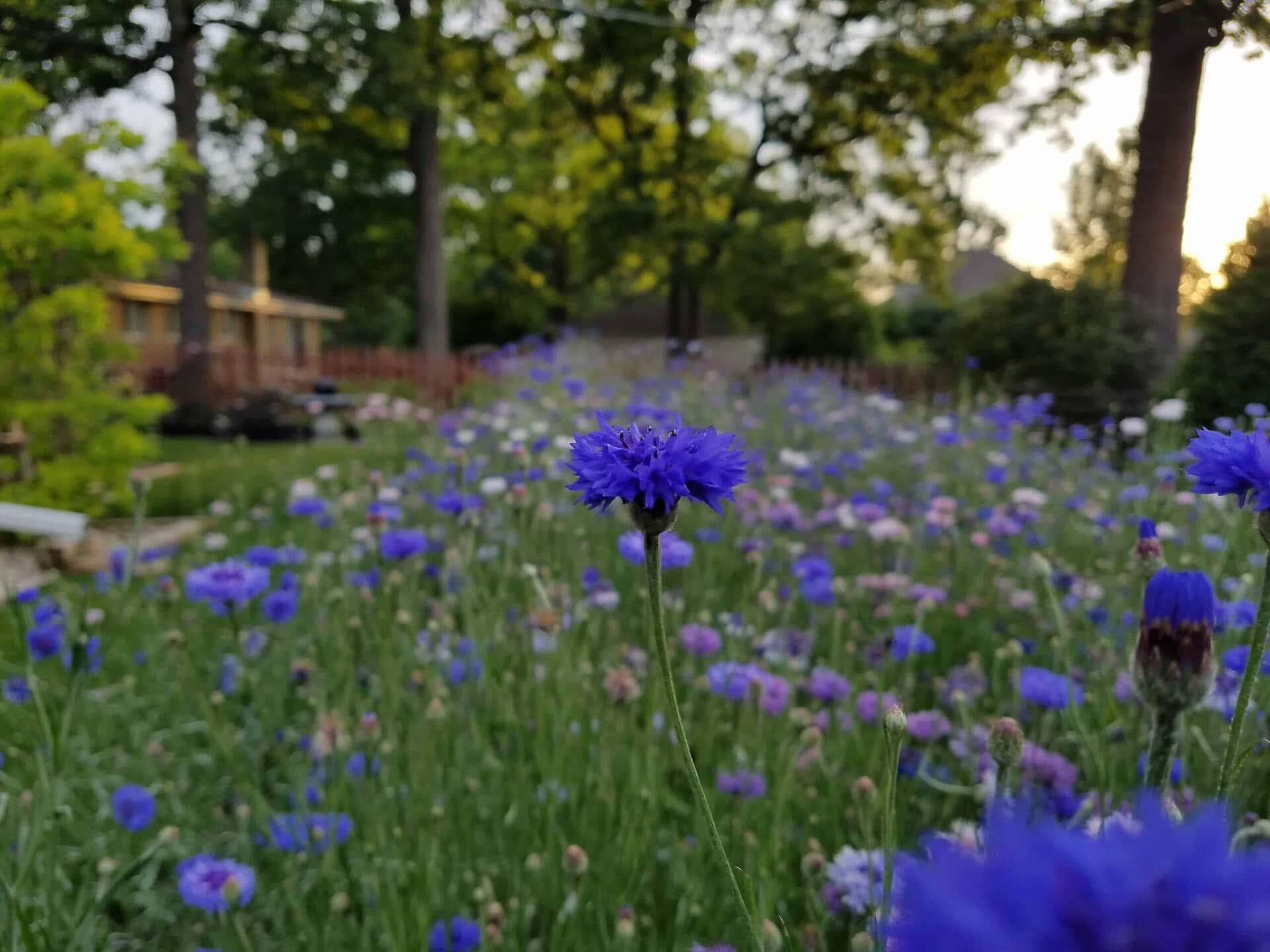A close-up of a purple wildflower in a field of similar flowers, with trees and a house blurred in the background on a sunny day.