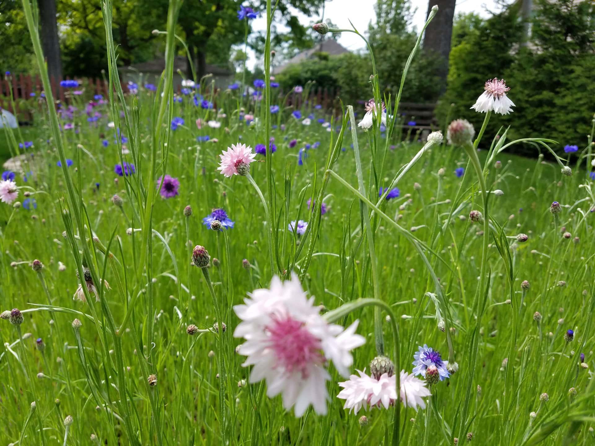 A close-up of wildflowers, including pink and purple blooms, growing in a lush green field with more flowers and trees blurred in the background.