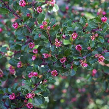 A shrub with many small, rounded green leaves and clusters of tiny, deep pink flowers blooming along its branches.