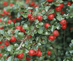 A bush with small, glossy green leaves and clusters of round, bright red berries scattered along its branches.