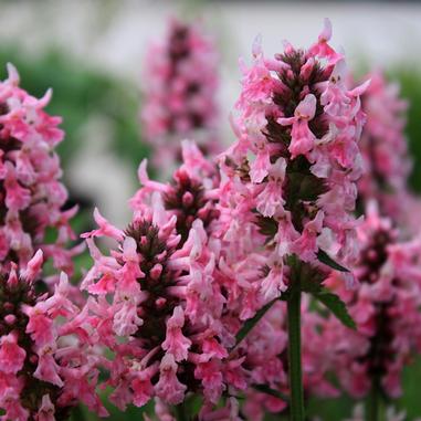 Clusters of tall, spike-shaped pink flowers with small petals grow closely together on green stems, set against a blurred background of greenery.