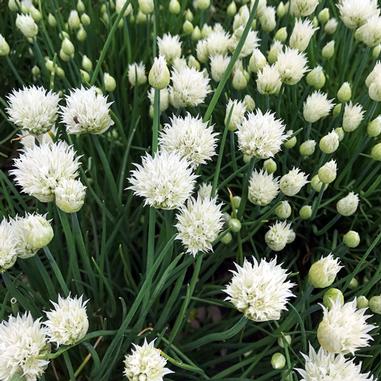 Clusters of blooming chive plants with tall, slender green stems topped by round white flower heads, densely packed together.
