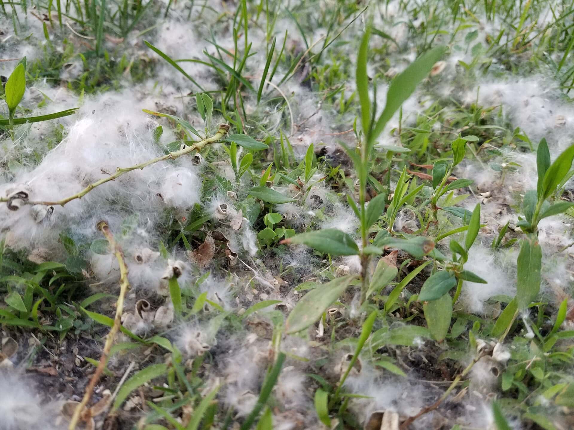 Green grass and plants are covered with scattered white fluffy seeds, likely from nearby trees or plants, creating a soft, cloudy appearance on the ground.