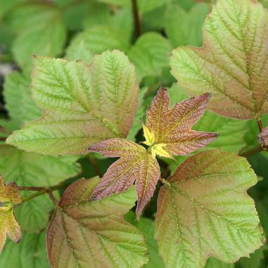 A close-up of young, reddish-green maple-like leaves with serrated edges, growing among other green foliage.
