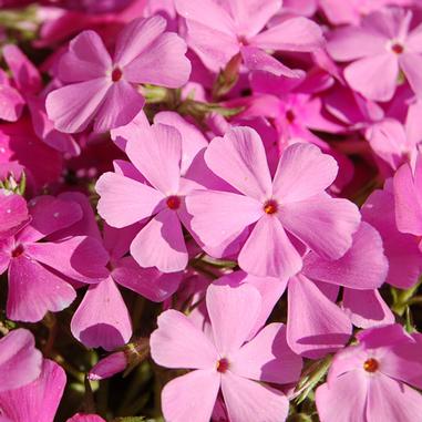 Close-up of several pink phlox flowers in full bloom, showing five-petaled blossoms with small red centers. The flowers are clustered together, covering most of the image.