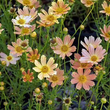 Cluster of peach and yellow daisy-like flowers with yellow centers, surrounded by slender green stems and buds, set against a background of green foliage.