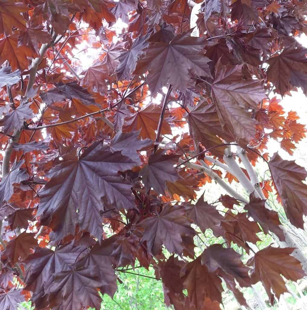 Sunlight filters through dense clusters of dark red and purple maple leaves on tree branches, with a soft background of green and white.