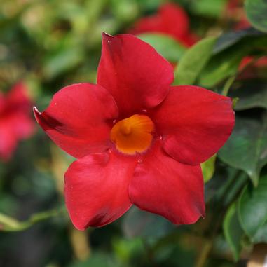 A close-up of a vibrant red flower with five petals and a yellow-orange center, surrounded by green leaves and blurred plants in the background.