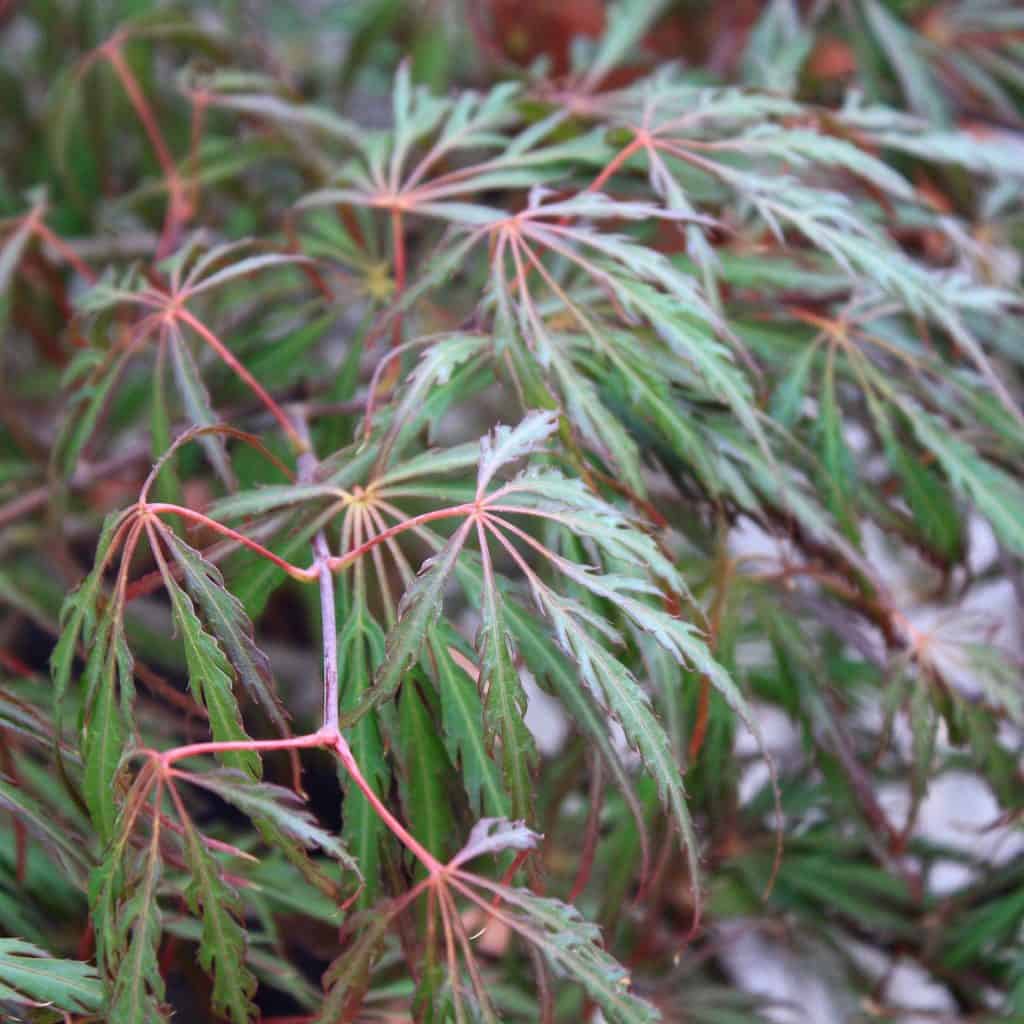 Close-up of delicate, thin, green leaves with reddish stems on a Japanese maple tree. The leaves are deeply lobed and finely serrated, creating a lacy, intricate texture.