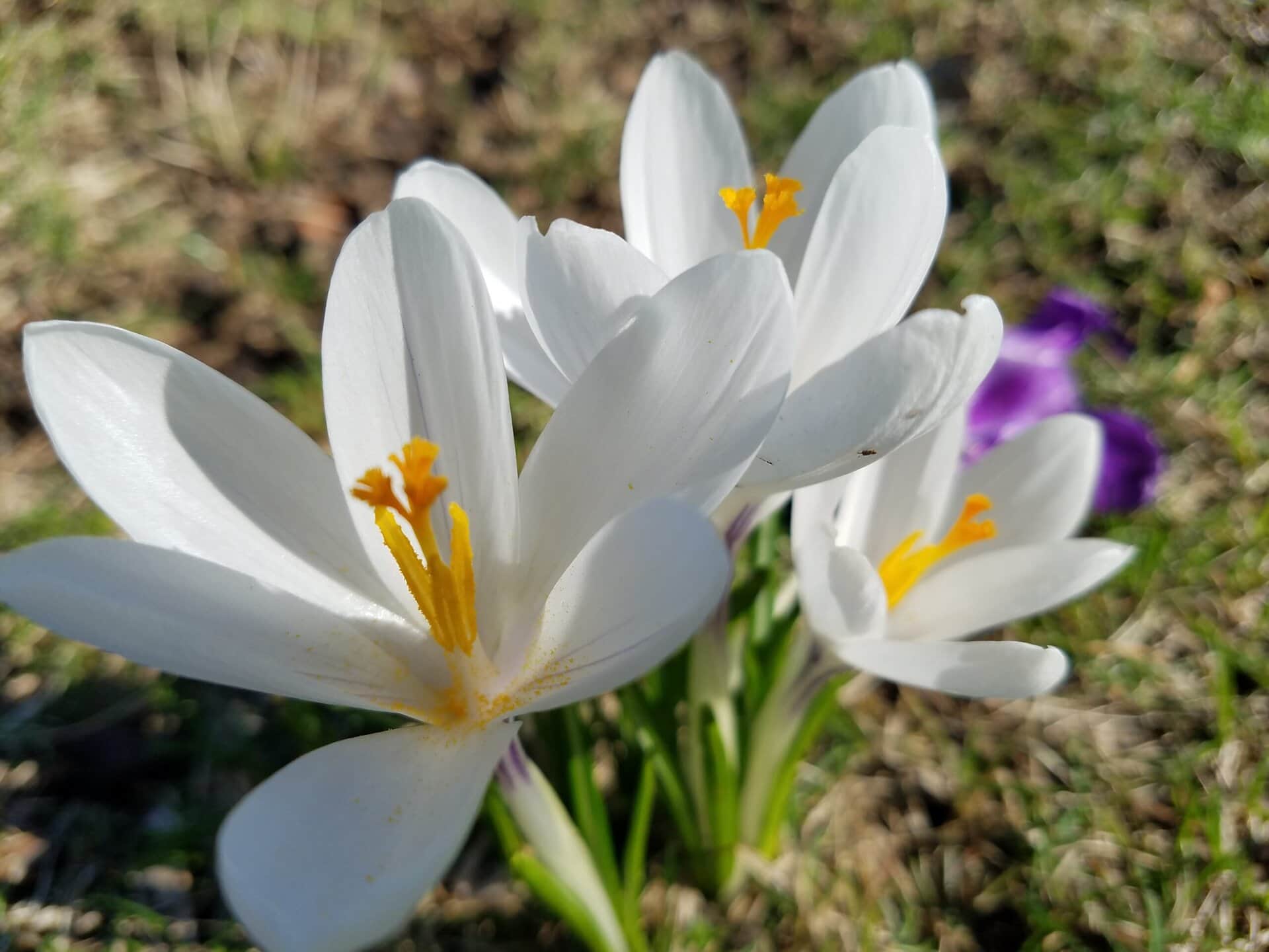 Close-up of three white crocus flowers with yellow-orange stamens blooming outdoors, with a blurred grassy background and a hint of purple flower behind them.