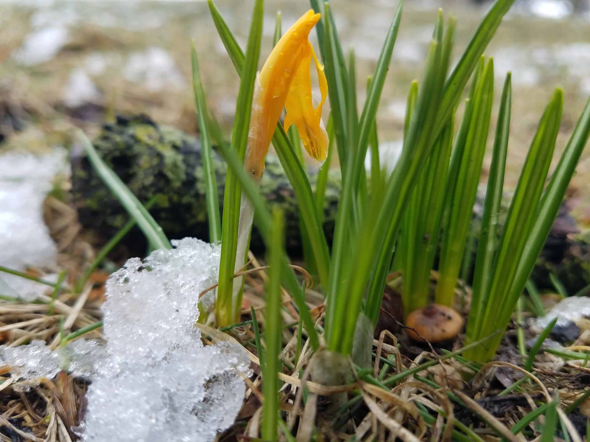 A yellow crocus bud grows among green leaves, melting snow, and brown grass, signaling the start of spring.