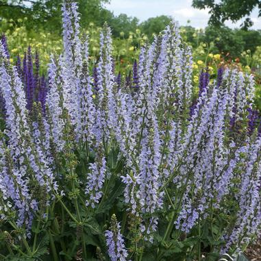 Tall spikes of light purple flowers bloom densely in a garden, surrounded by green foliage, with more flowers and trees blurred in the background under a partly cloudy sky.