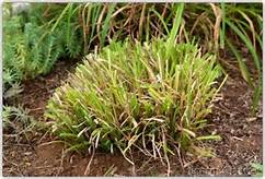 A small, dense clump of green grass with brown tips growing in soil, surrounded by other plants and greenery in a garden setting.
