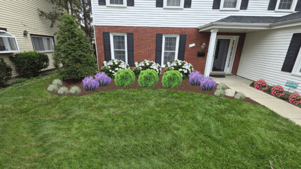 A well-maintained front yard features green bushes, purple and white flowering plants, and fresh mulch near a white house with black shutters and a red brick accent wall.