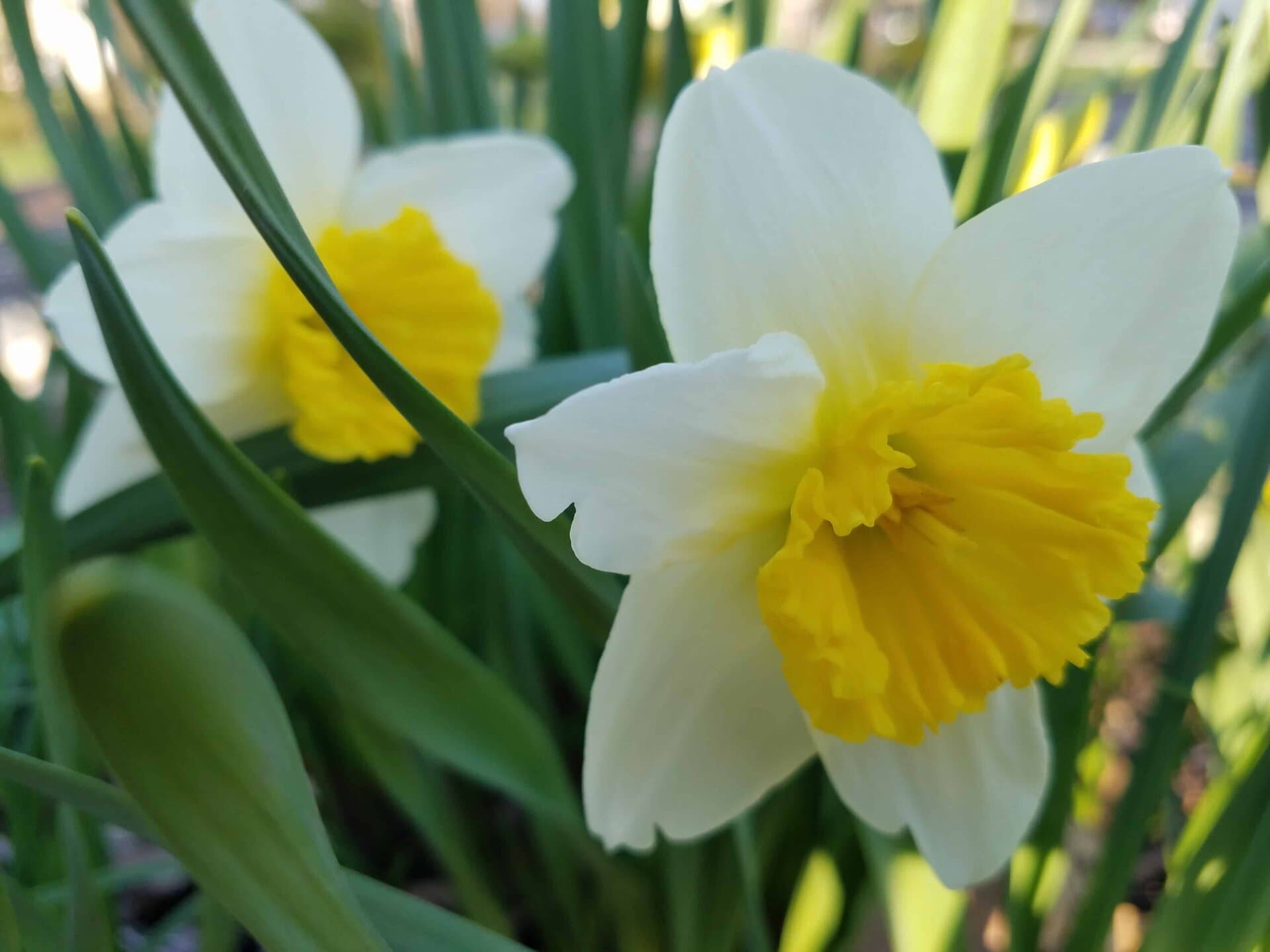 Close-up of two blooming white daffodil flowers with bright yellow centers, surrounded by long green leaves in a garden setting.