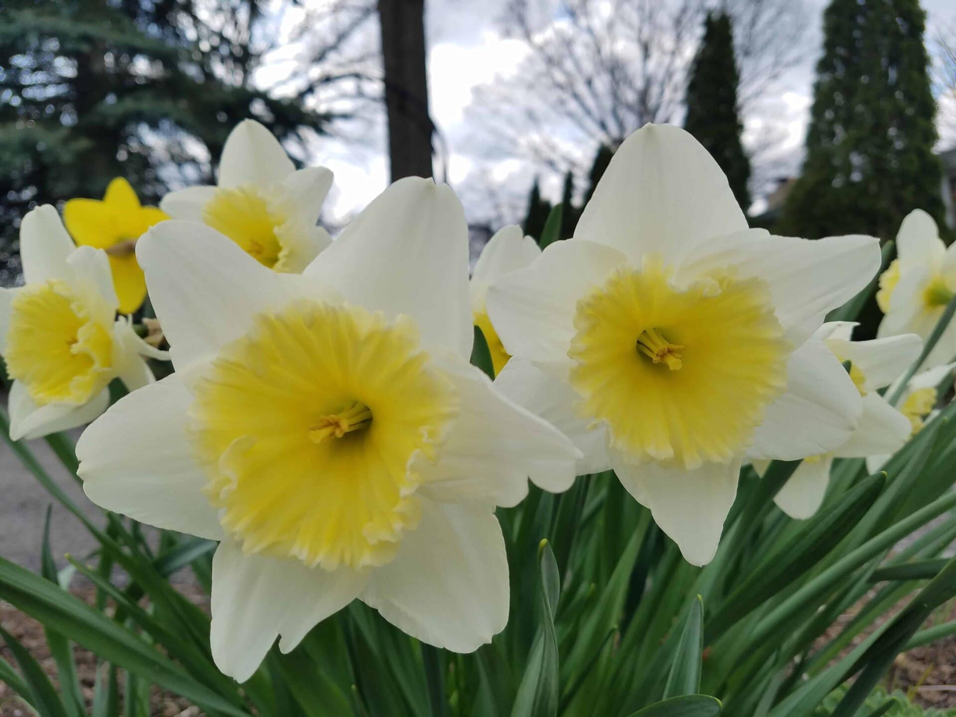 Close-up of blooming daffodils with white petals and yellow centers, surrounded by green leaves. Blurred trees and sky are visible in the background.