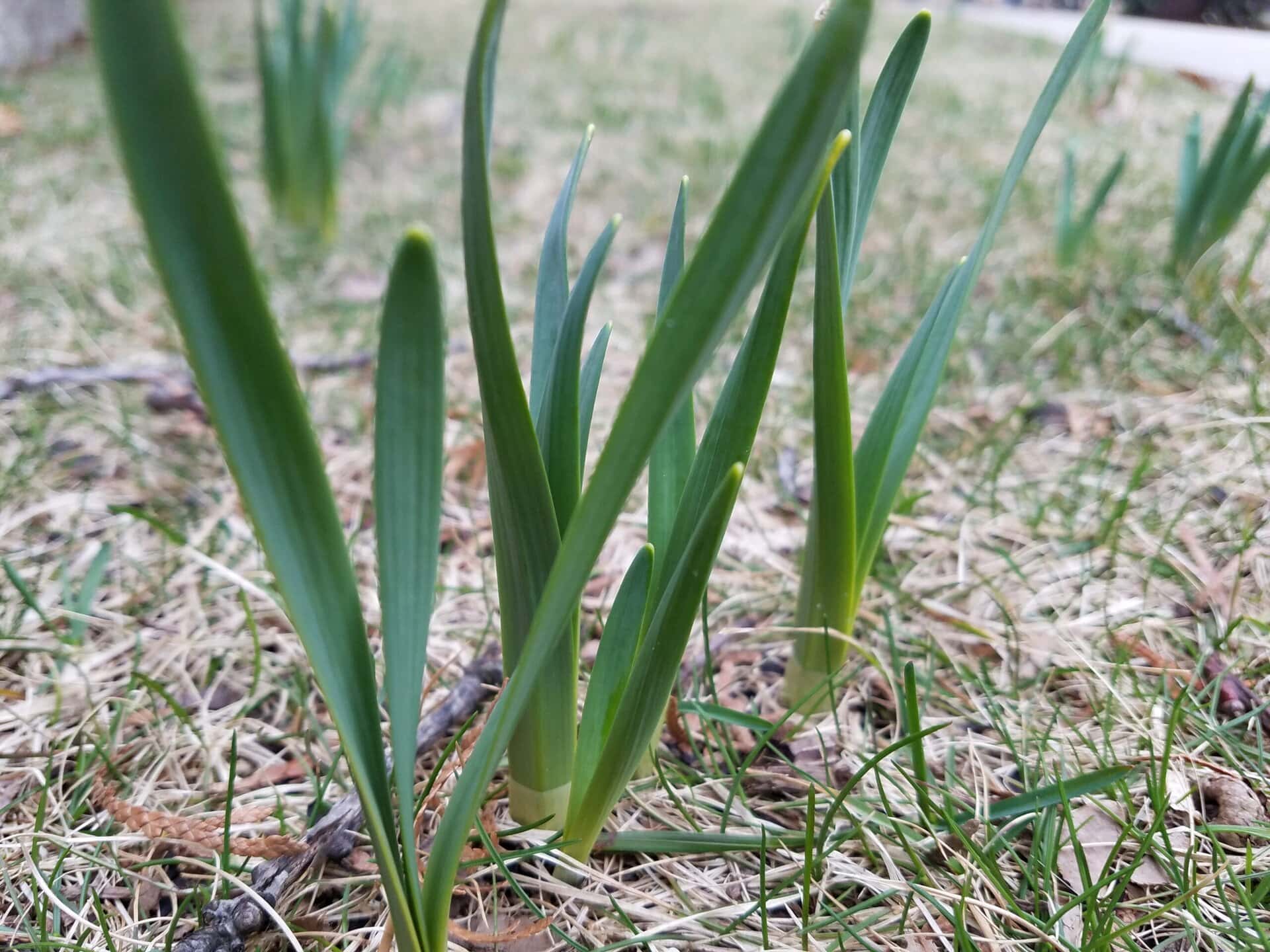 Green shoots of plants emerging from the ground in a grassy area, signifying early spring growth. The background is blurred, focusing on the new leaves.