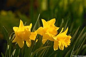 Three bright yellow daffodil flowers bloom among long green leaves, illuminated by sunlight with a blurred green background.