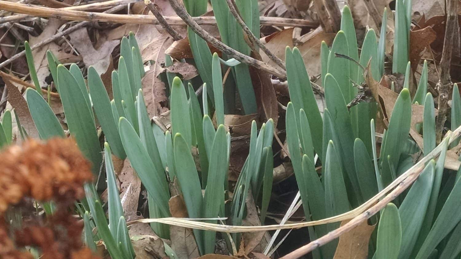 Green shoots of plants emerge from the ground among brown fallen leaves and twigs, signaling early spring growth.