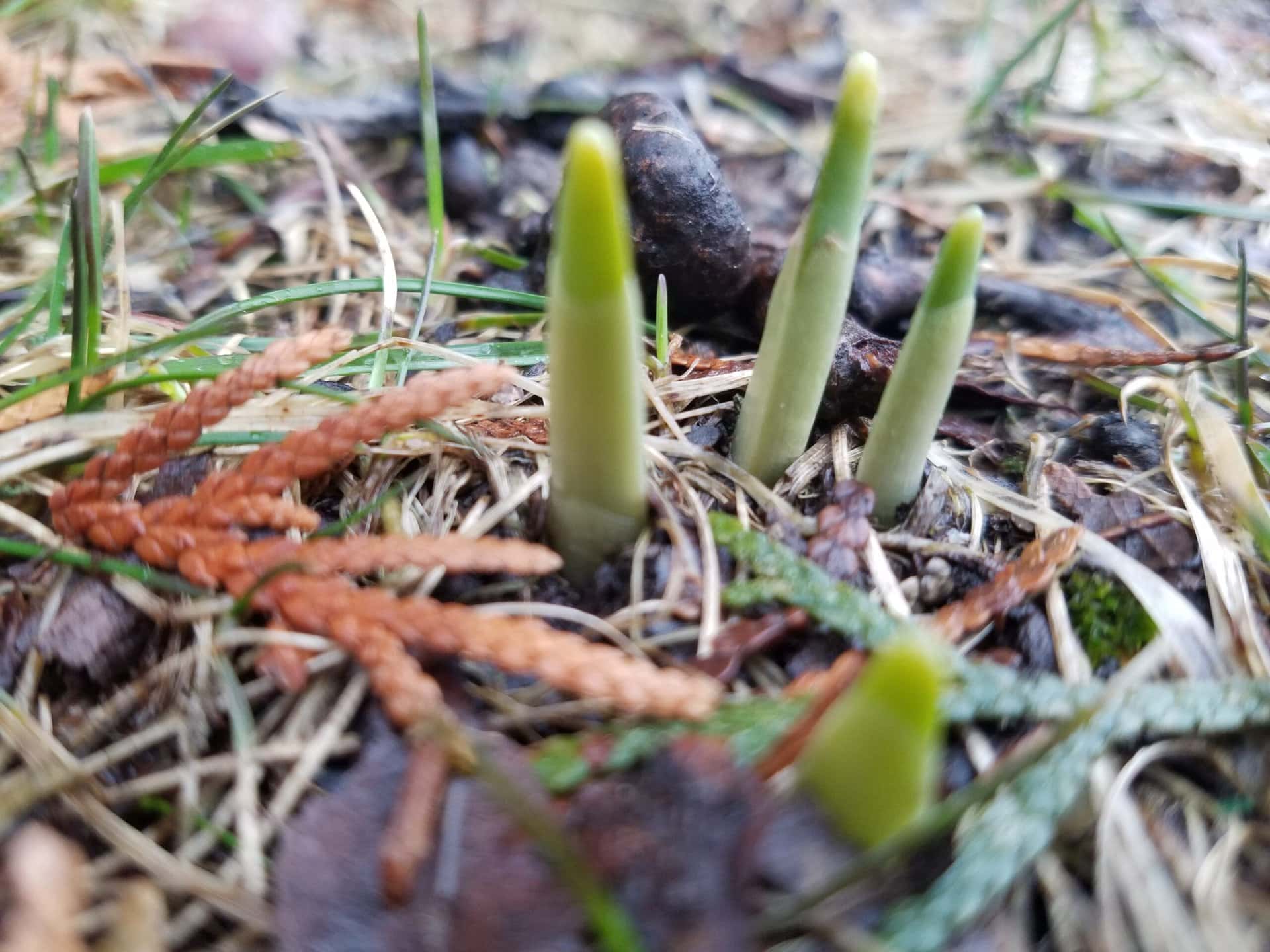 Four green plant shoots emerging from the ground among brown pine needles, grass, and leaves, indicating early spring growth.