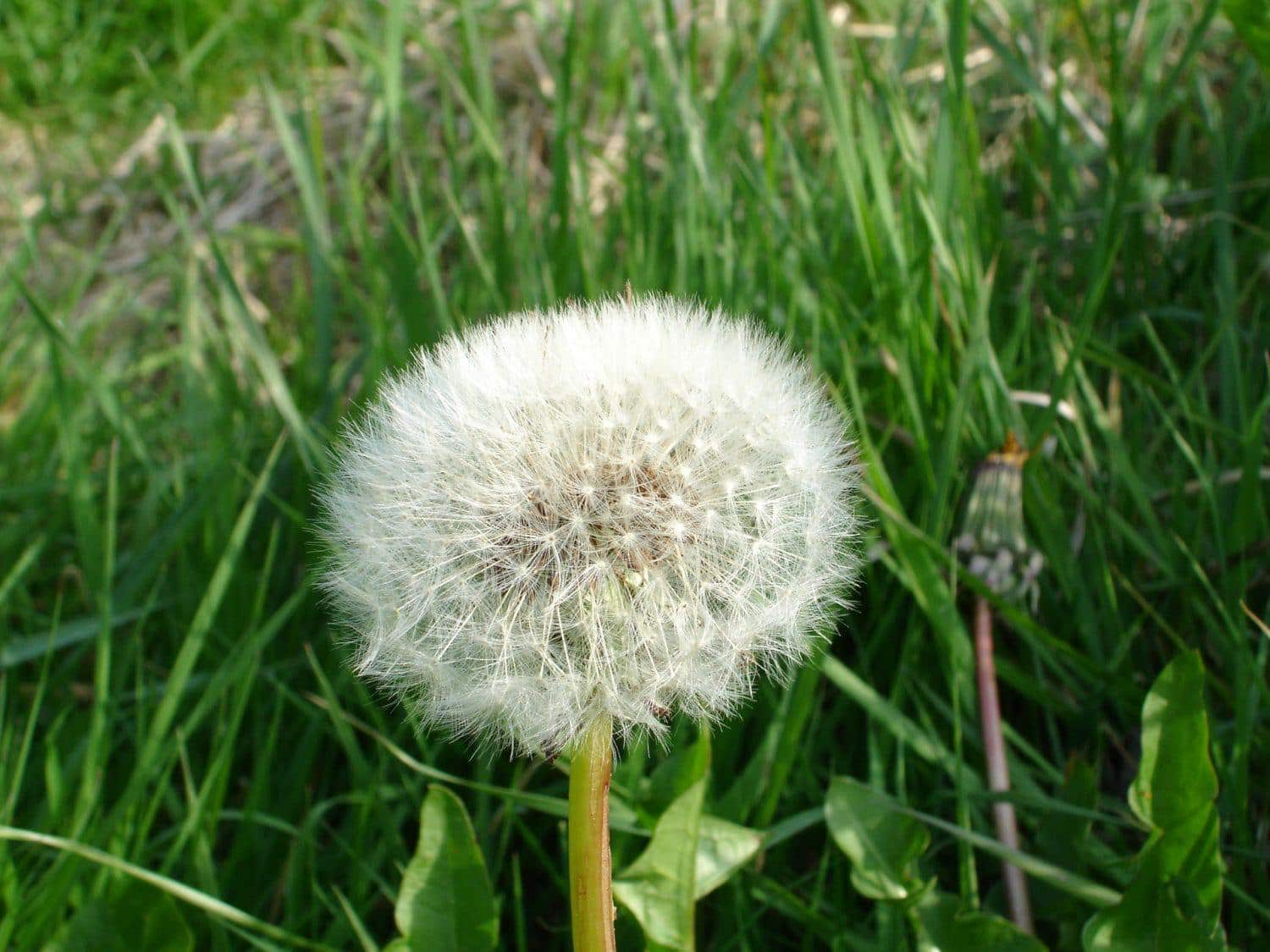 A close-up of a dandelion puffball with white seeds, standing amid green grass and leaves in a sunny outdoor setting.