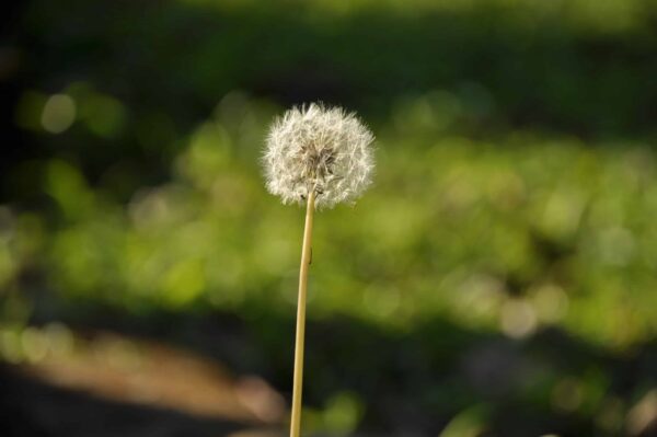 A single dandelion puffball stands against a blurred green background in sunlight, with its white seeds clearly visible.