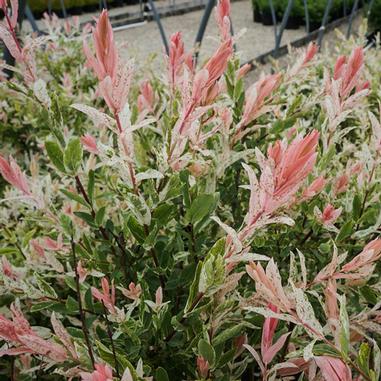 Bush with green, white, and pink variegated leaves and new pink-tipped growth, growing outdoors in a garden setting.