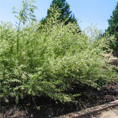 A dense, leafy green shrub with thin, arching branches grows in a garden bed bordered by a curved stone edge, with trees and a clear blue sky in the background.