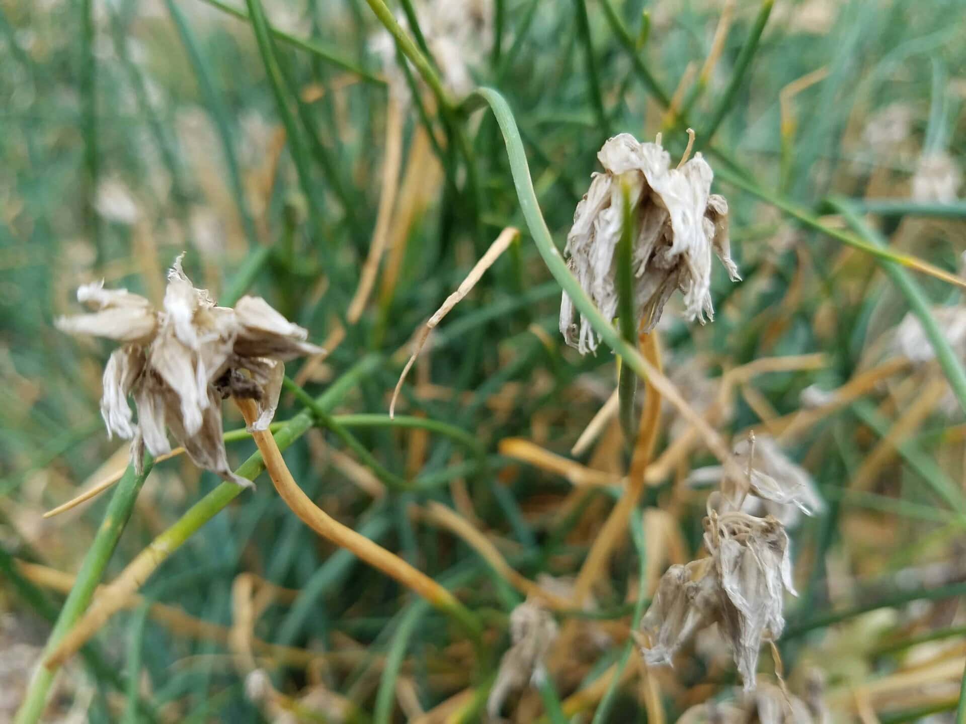 Close-up of wilted, dried flowers with green and yellow stems and leaves in the background. The flowers appear brown and shriveled, indicating they are past their blooming phase.
