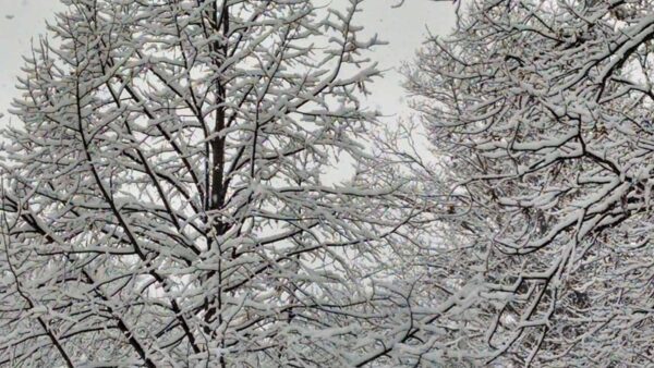 Snow-covered tree branches fill the image, creating a dense pattern against a gray sky, evoking a cold winter day.