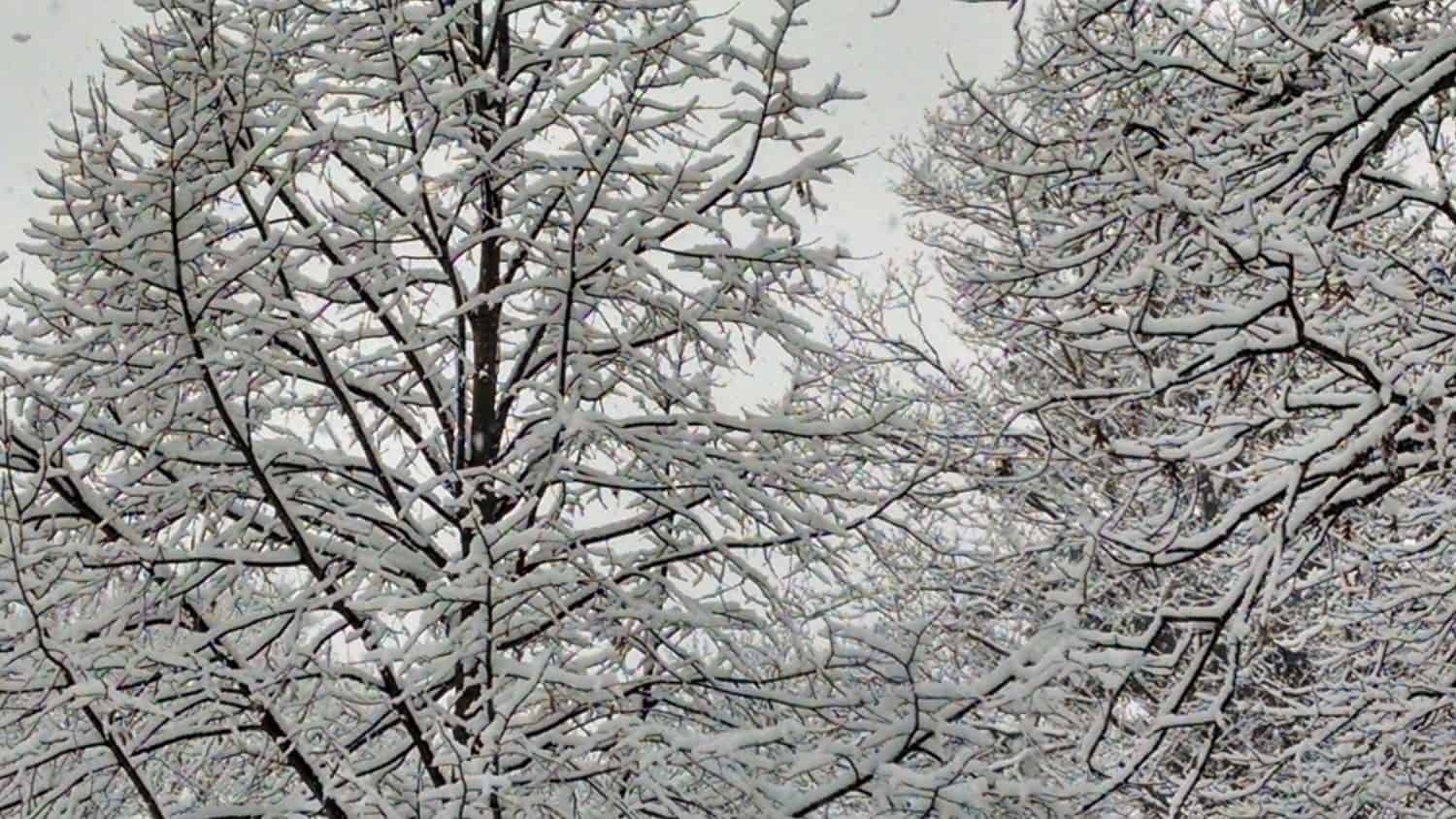 Snow-covered tree branches fill the image, creating a dense pattern against a gray sky, evoking a cold winter day.