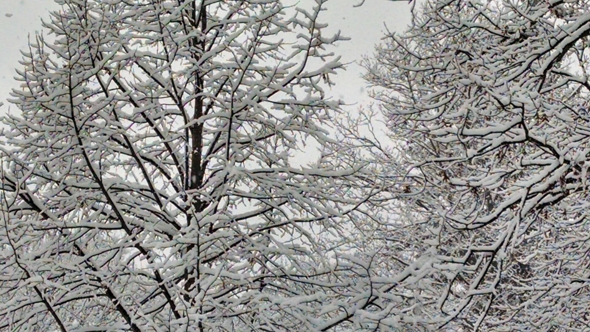 Snow-covered tree branches fill the image, creating a dense pattern against a cloudy winter sky. The snow outlines each branch in white, highlighting the intricate structure of the trees.