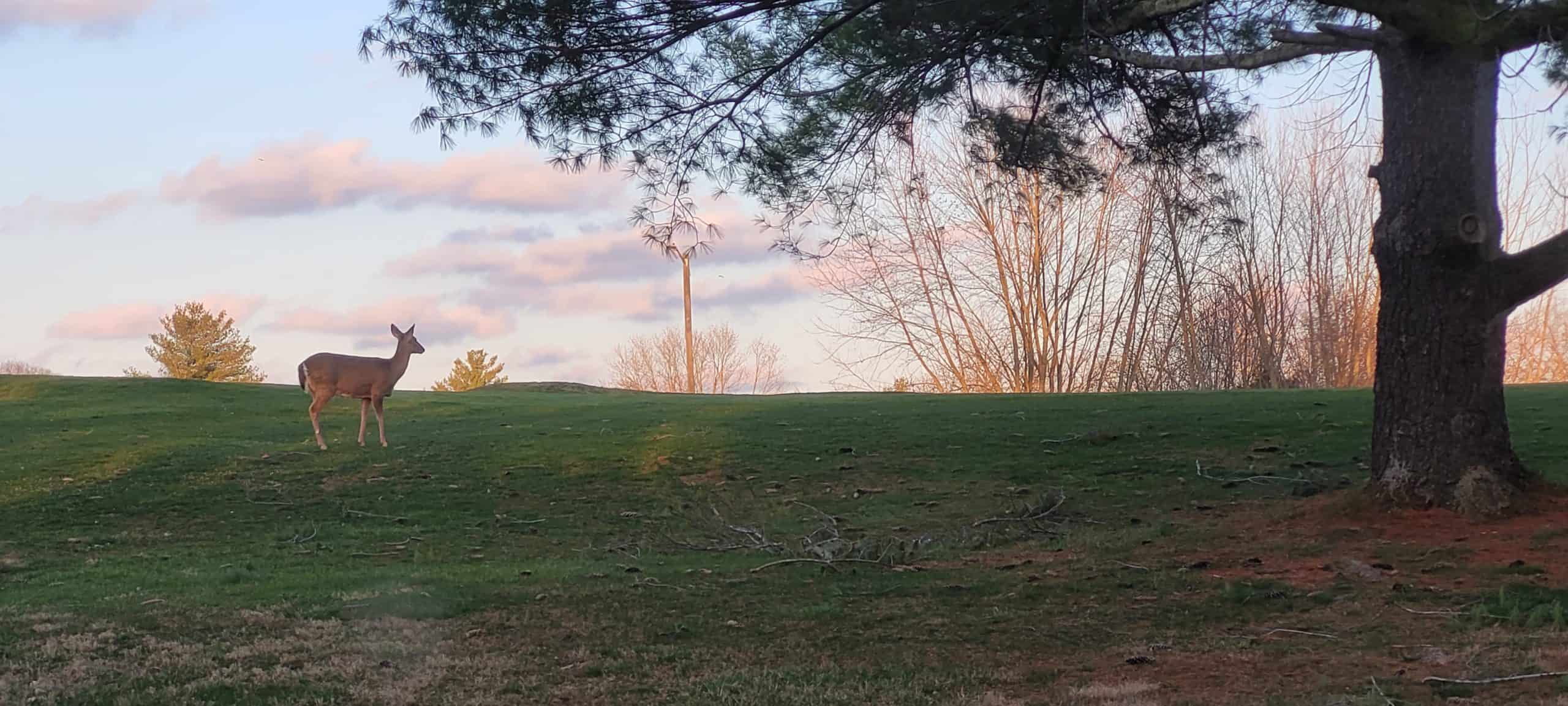 A deer stands alert on a grassy hill at sunset, with trees and soft pink clouds in the background. A large tree partially frames the right side of the image.