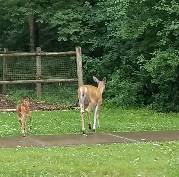 A deer and its fawn walk away on a sidewalk near a wooden fence, surrounded by green trees and grass.