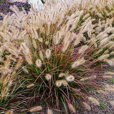 Ornamental fountain grass with fluffy, tan-colored flower spikes and long, narrow green and reddish leaves, growing in a garden bed.