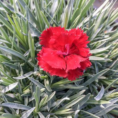 A single vibrant red carnation flower blooms amid dense, pointed green-gray leaves.