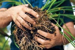 Close-up of a persons hands holding a plant by the roots, with soil and tangled roots visible. The person is wearing a blue shirt. Green plant leaves extend outward.