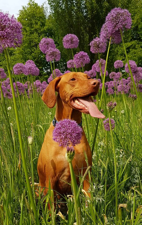A brown dog sits in a field of tall green grass and purple allium flowers, with its mouth open and tongue out, looking happy. Trees fill the background under bright sunlight.