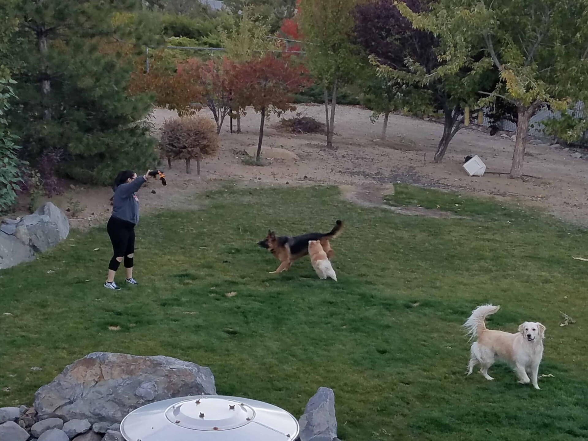 A person plays fetch with two dogs on a grassy lawn surrounded by rocks and trees. One dog chases a thrown object, while the other stands nearby looking toward the camera.