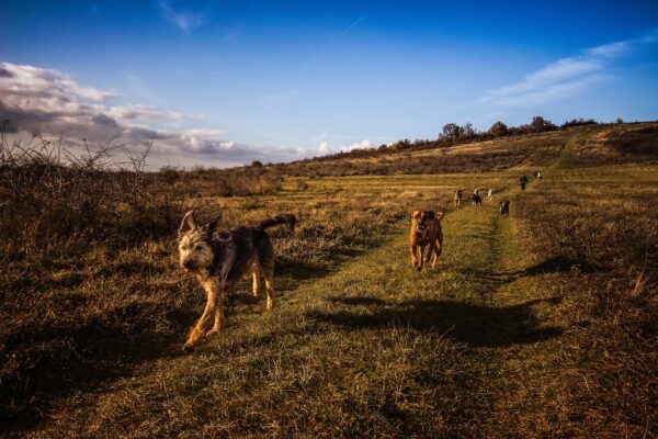 Several dogs walk and run along a grassy path in an open field under a blue sky, with bushes and trees in the background and long shadows cast on the ground.