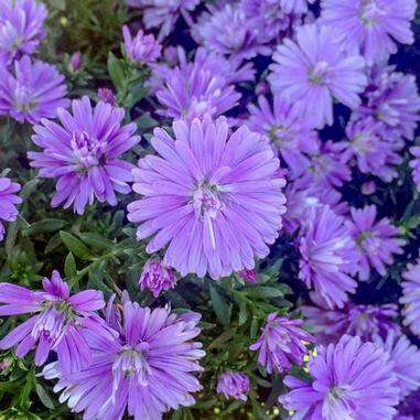 A cluster of vibrant purple daisy-like flowers with green foliage, blooming closely together in bright sunlight.