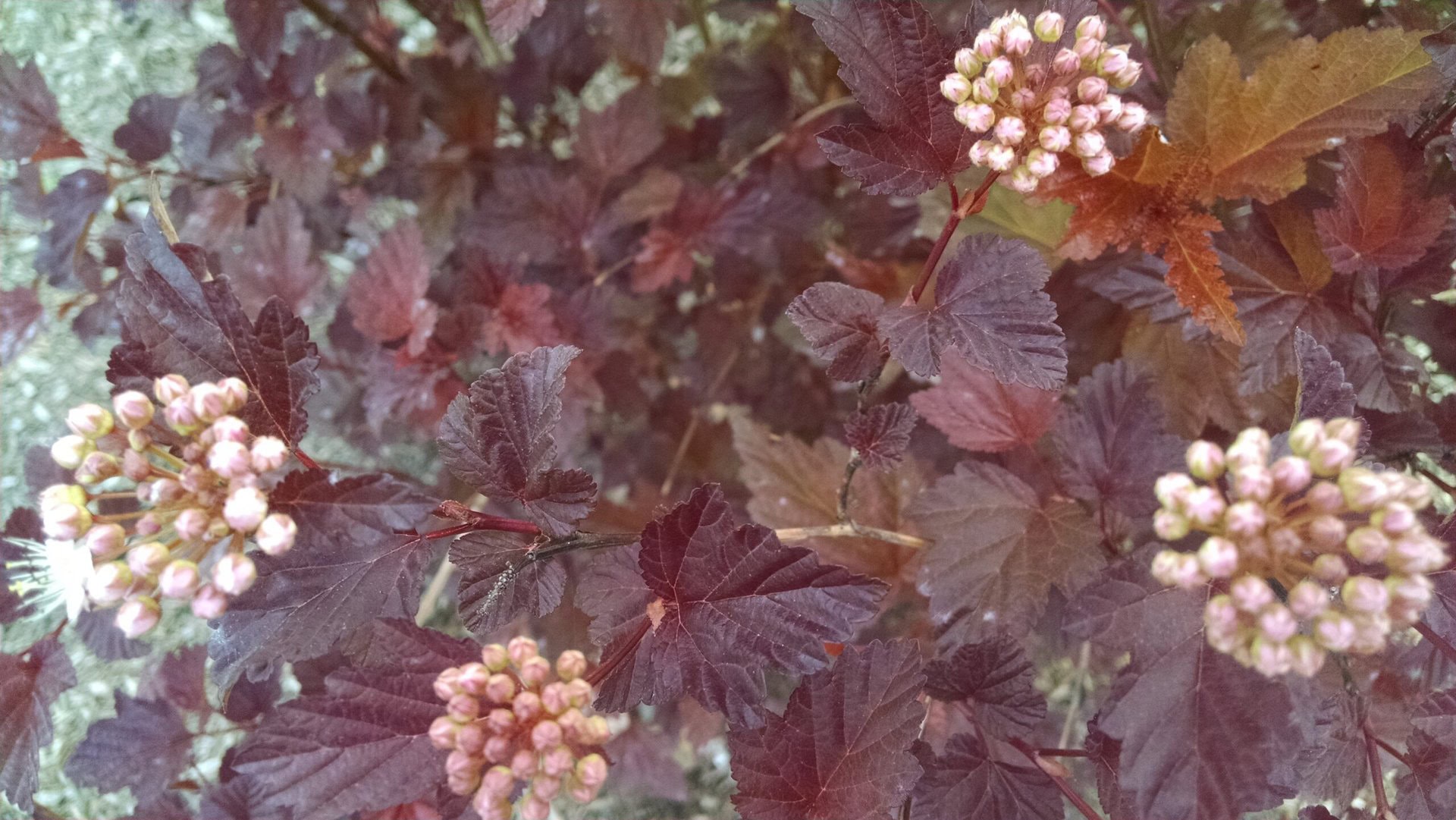Brownish-red leaves with clusters of small, pale pink flower buds scattered throughout the plant, viewed from above.